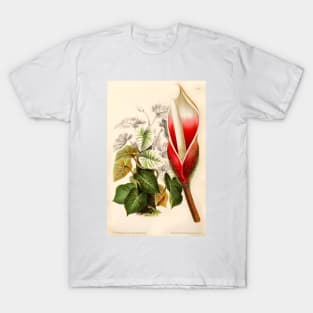 Philodendron verrucosum flower - Botanical Illustration T-Shirt